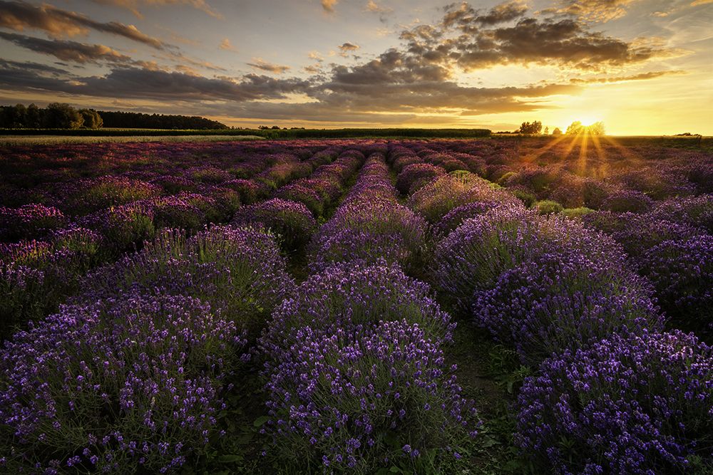 Lavender sunset