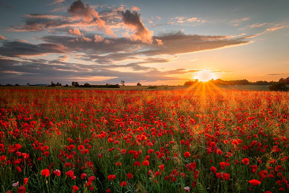 Sunset over poppies