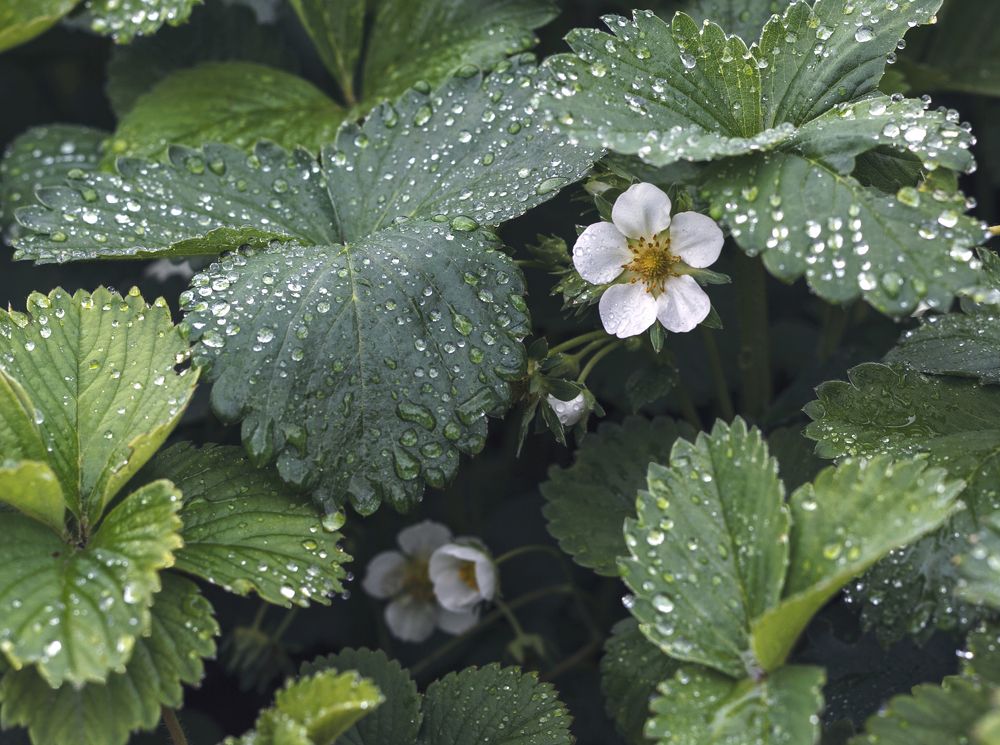 После дождичка