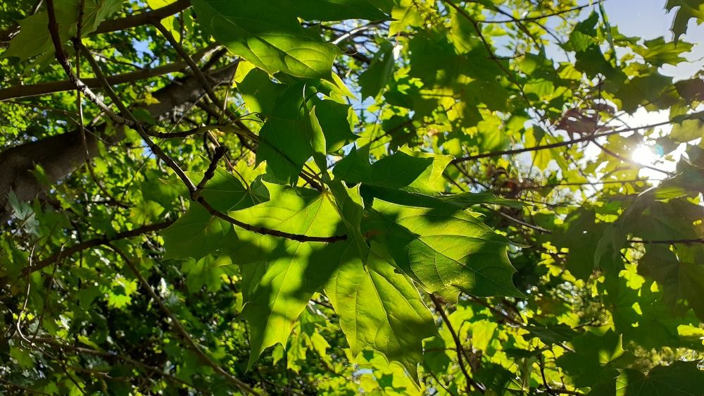 Фотография автора Елена Лещева