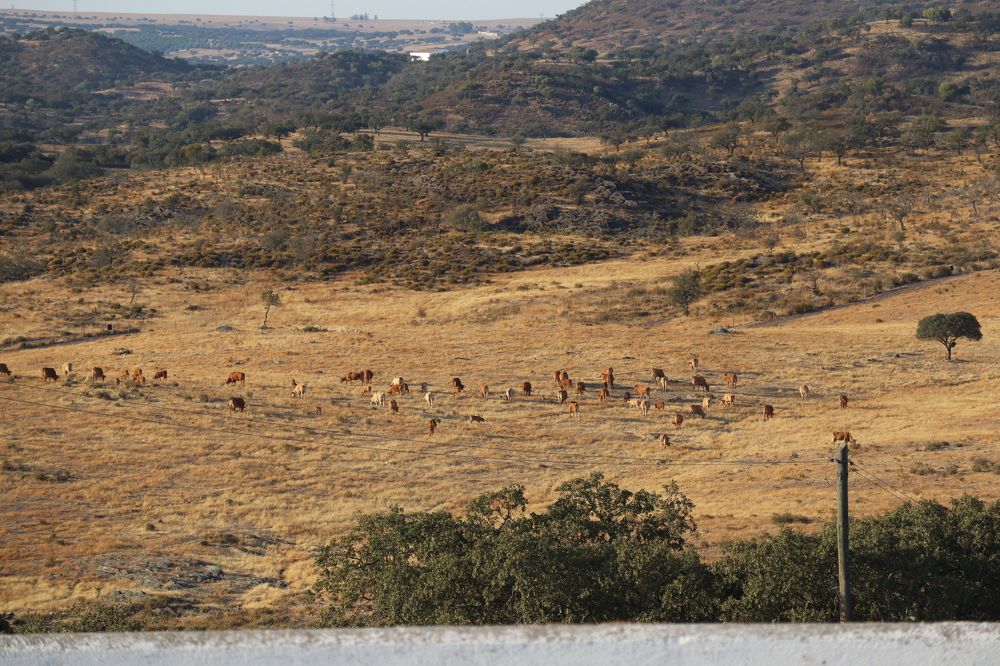 Alentejo em tempo de seca