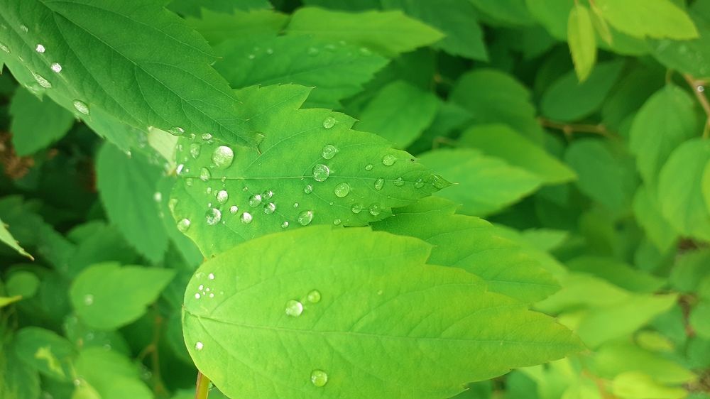 Фотография автора Елена Лещева