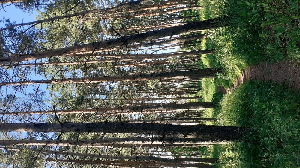 Фотография автора Елена Лещева