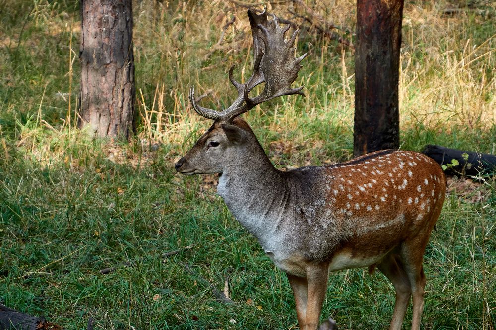 Лань - природный парк Оленья балка