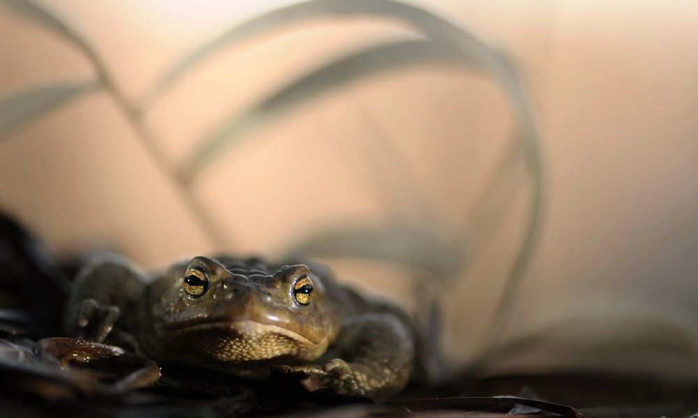 Вижу насквозь...