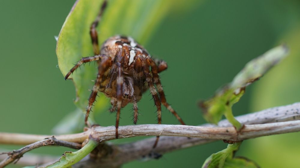 Фотография автора  Kelli