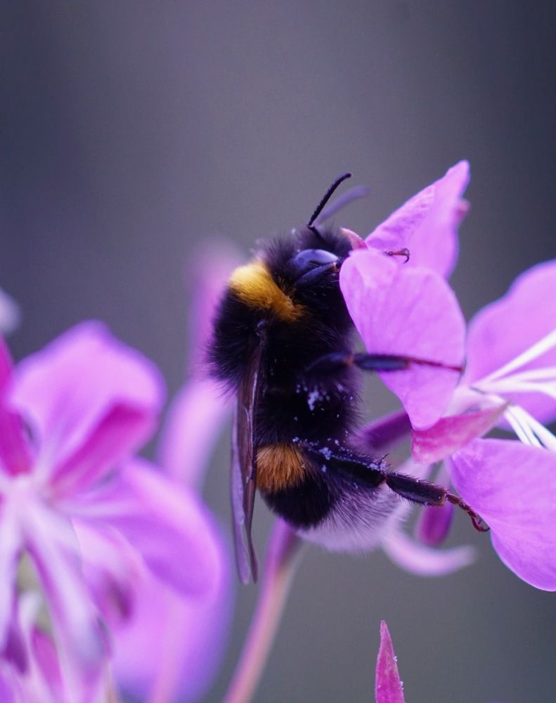 Фотография автора  Kelli