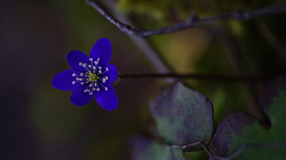 Фотография автора  Kelli