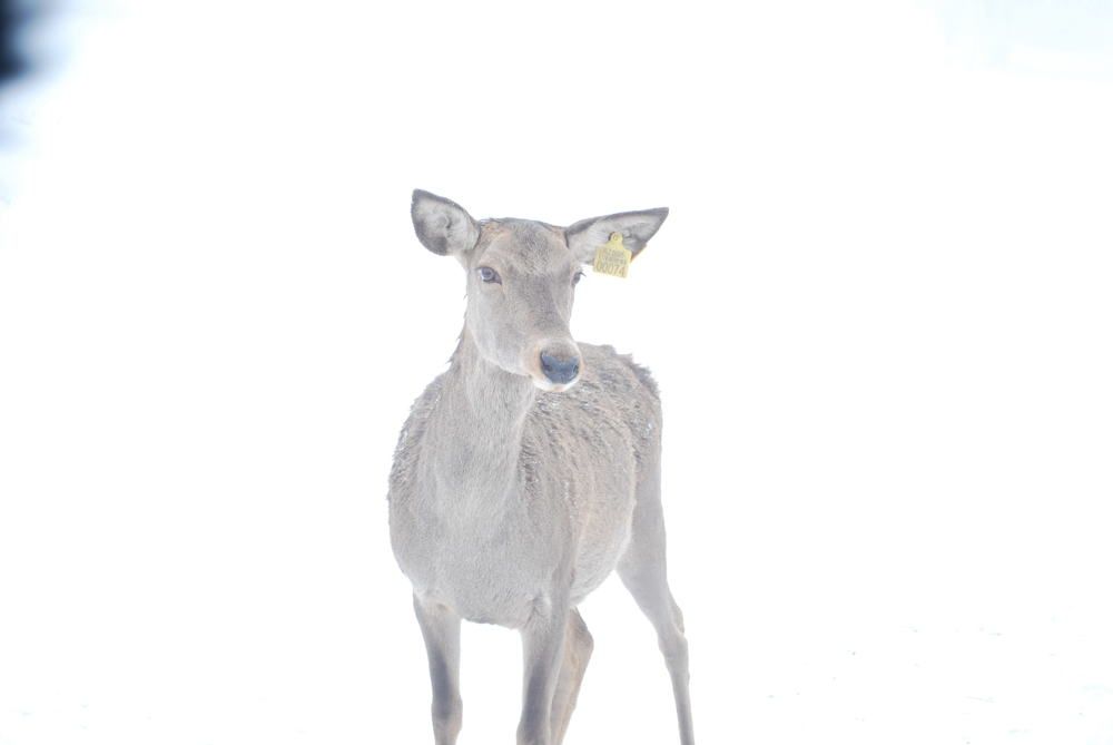 Photograph by Red Woman