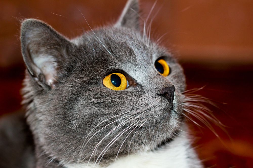 Фотография автора Андрей Потапов