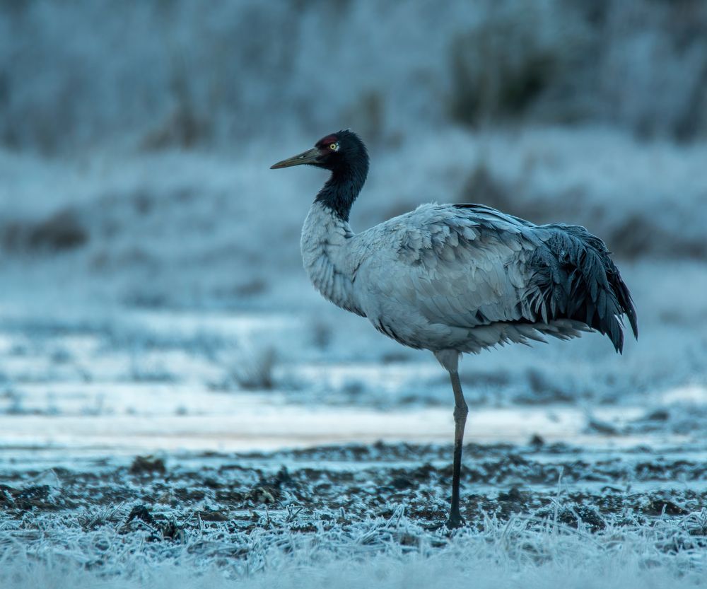 Black-necked Crane