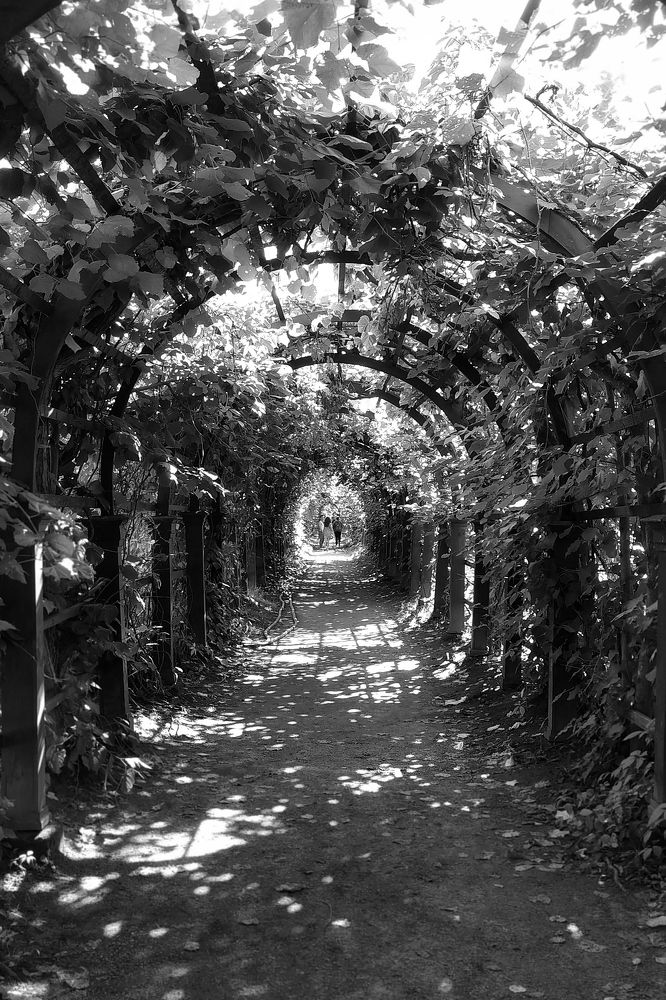 Живой тоннель