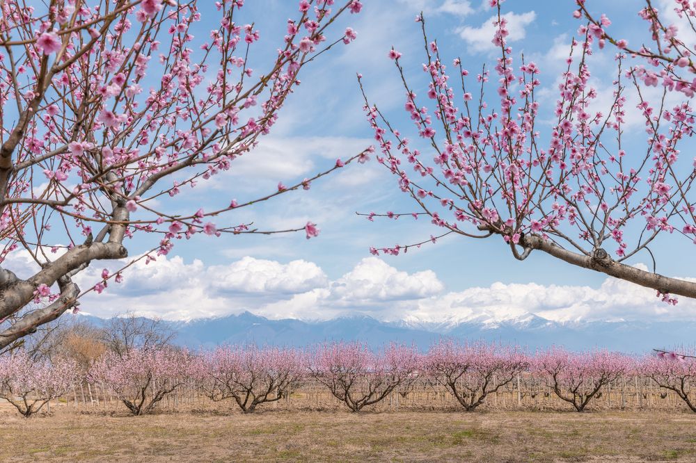 Photograph by Nino Gogoladze