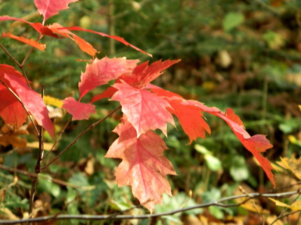 Фотография автора Сергей Рапопорт