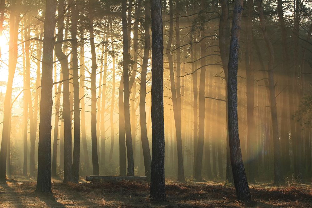 Апрельская симфония 21-го