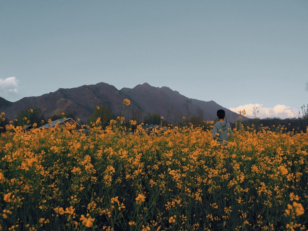 Yellow mustard flowers during spring in Kashmir