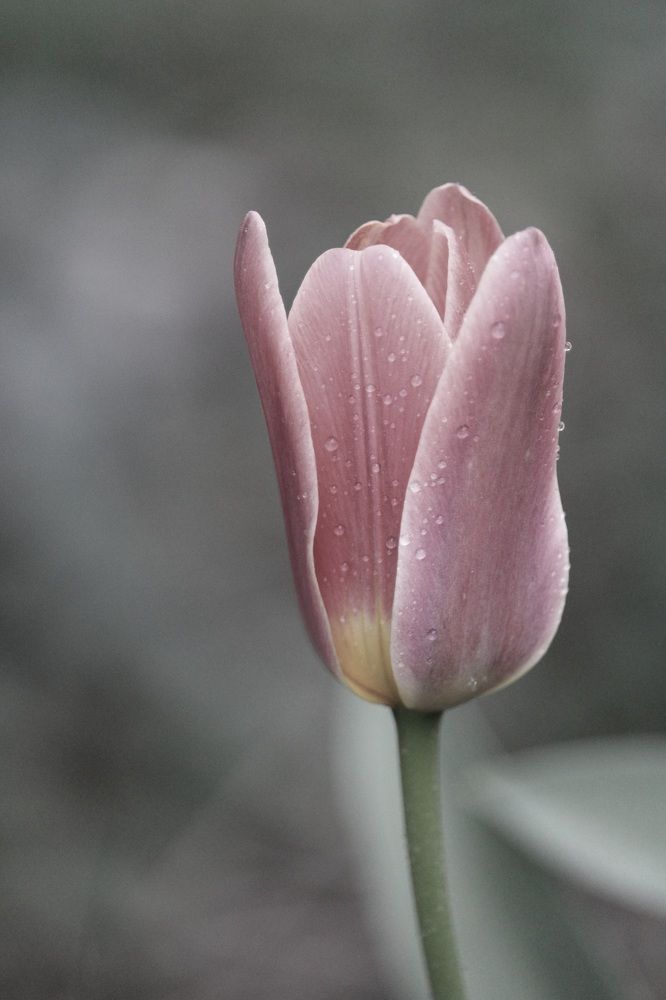 Photograph by Safet Hasanoski