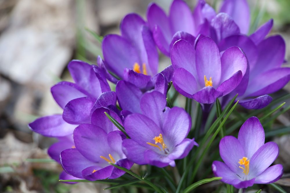 Photograph by Safet Hasanoski