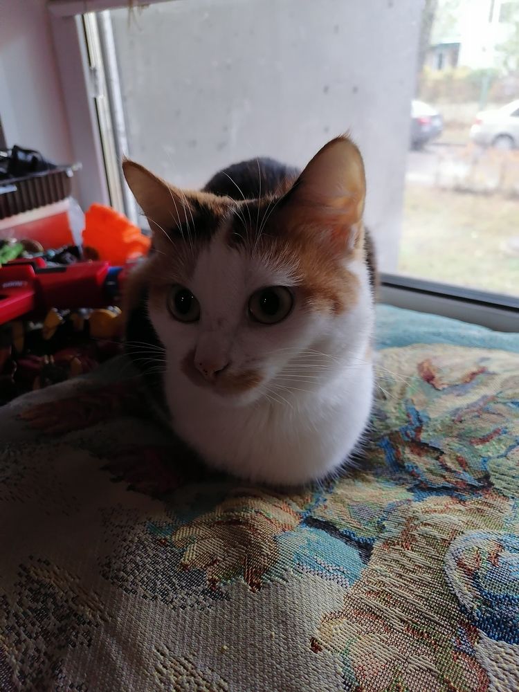 Фотография автора Любовь Панфилова