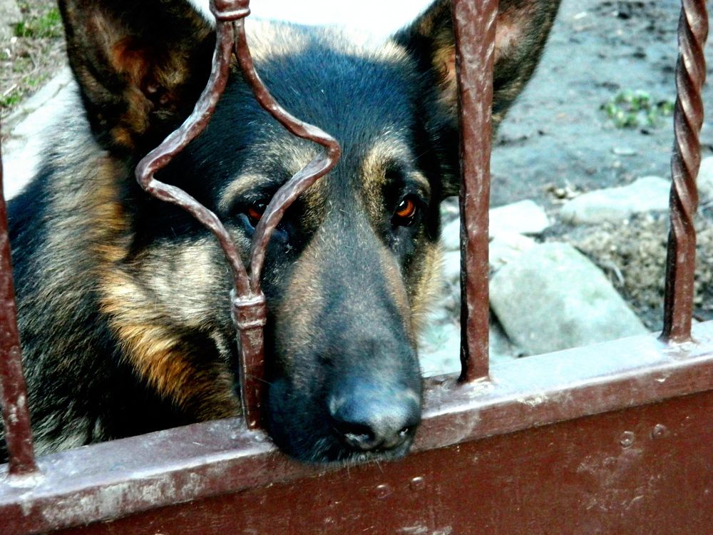 Фотография автора Сергей Рапопорт