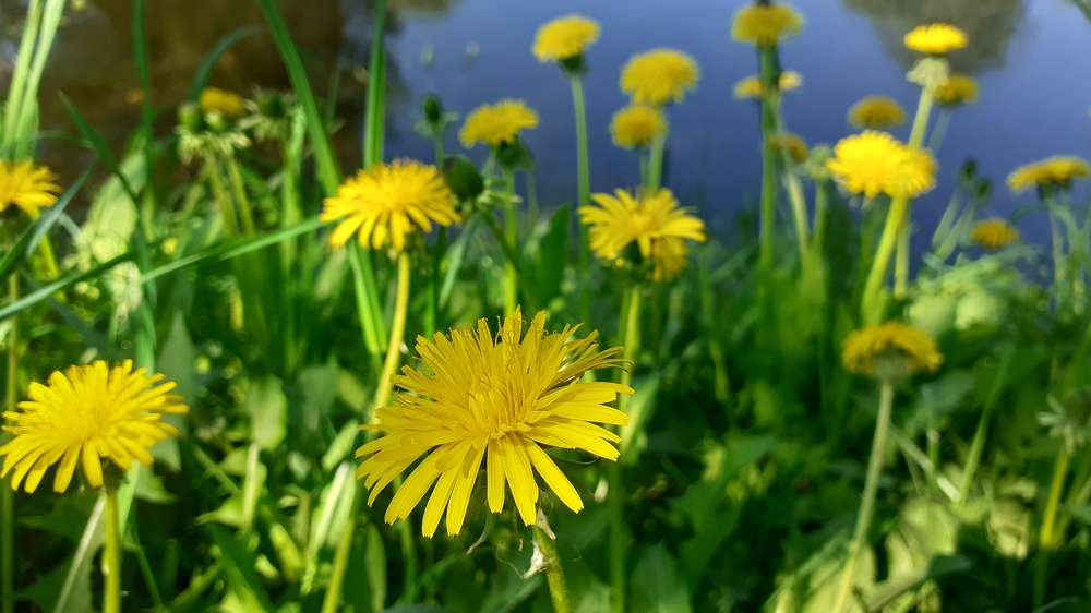 Фотография автора Елена Лещева