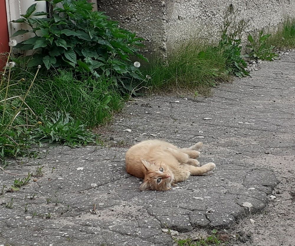 Фотография автора Елена Лещева