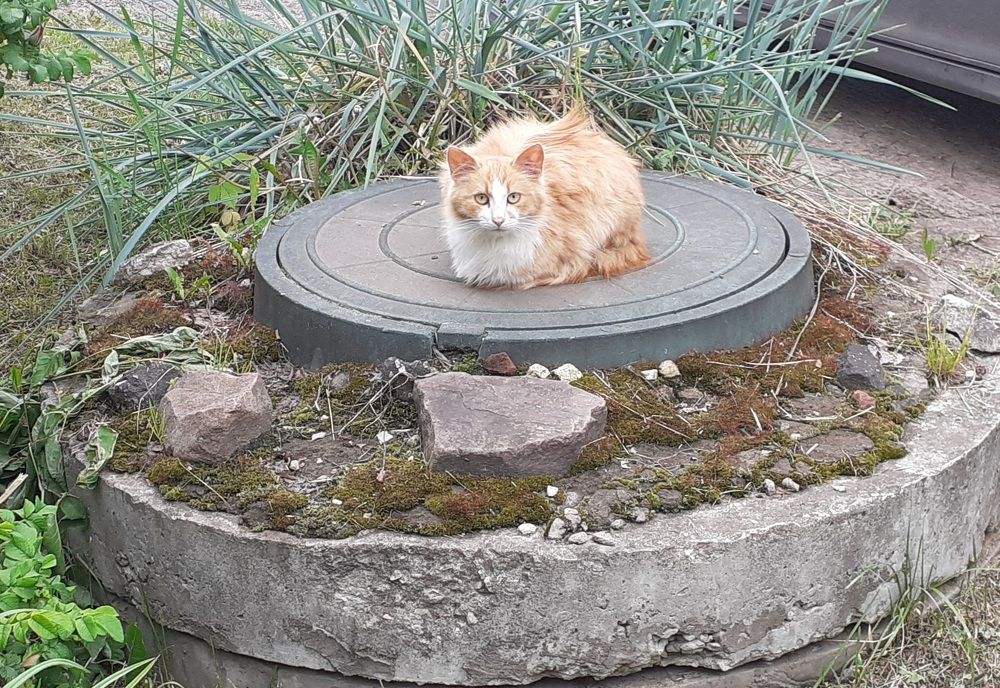 Фотография автора Елена Лещева