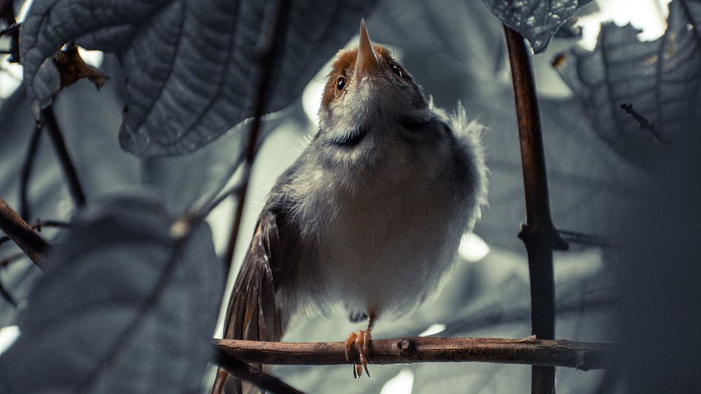 Photograph by Shamry Sally