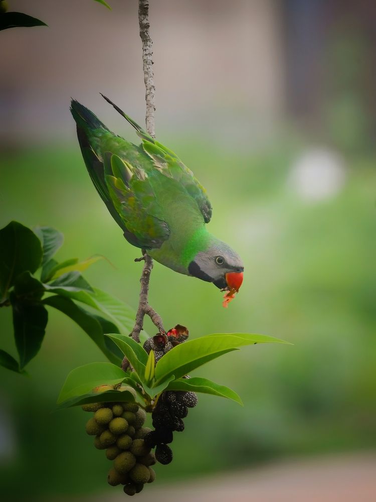 Photograph by SOUMYA KANTA GHOSH
