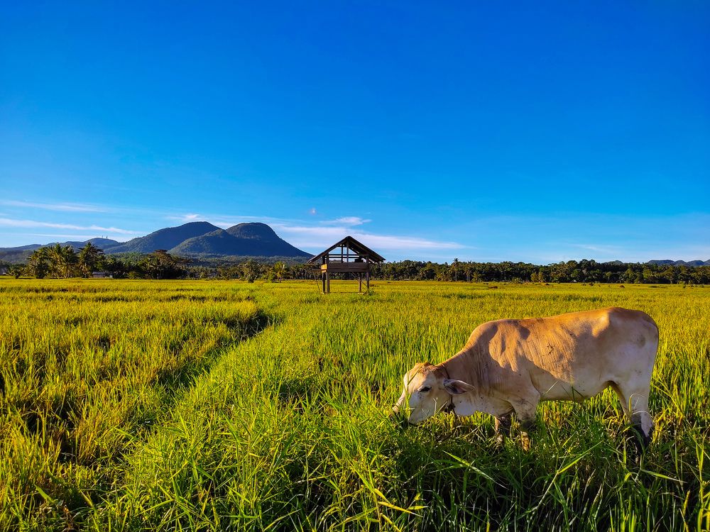 The Cow ,the Hut and the Mountain