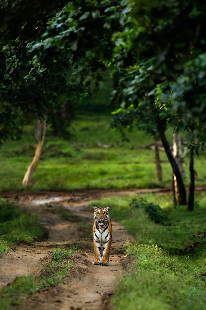 Tigress of Kabini