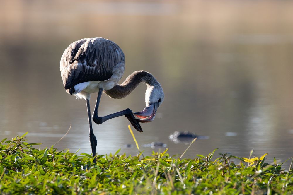 Photograph by Tshepo Phokoje