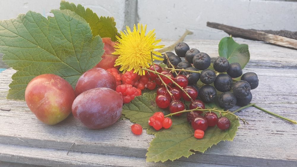 Фотография автора Елена Лещева