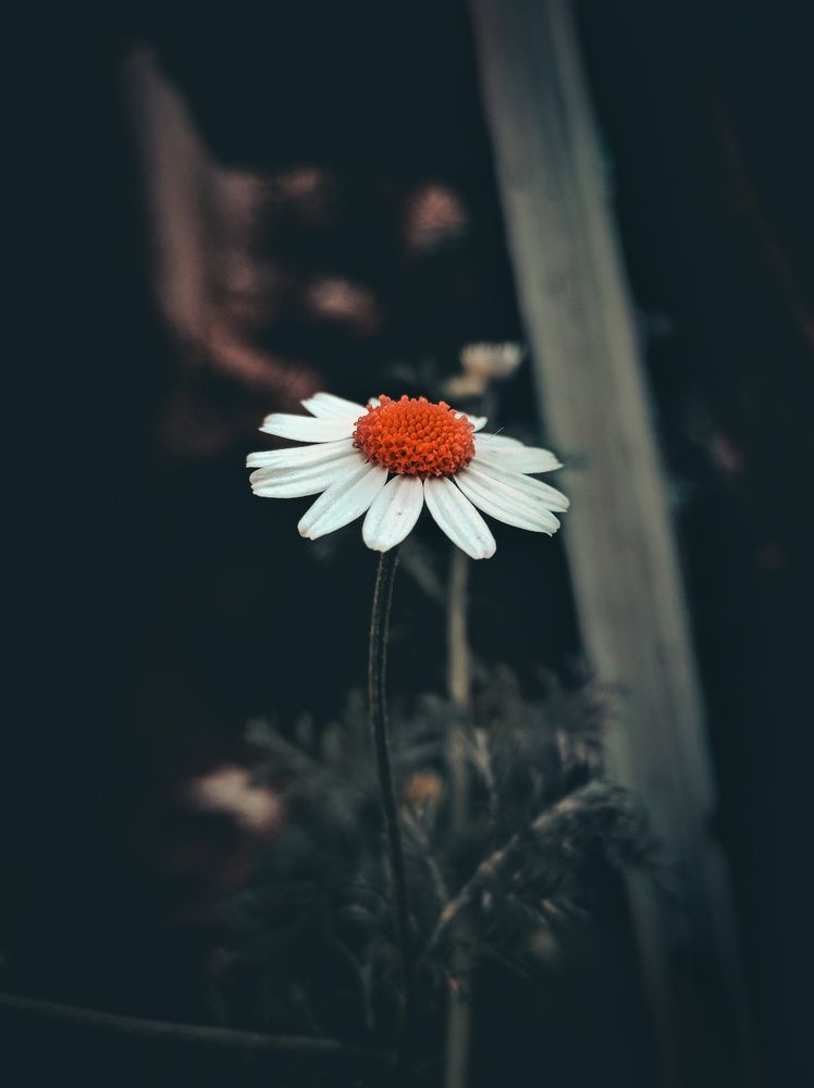 Photograph by Amitpal Singh