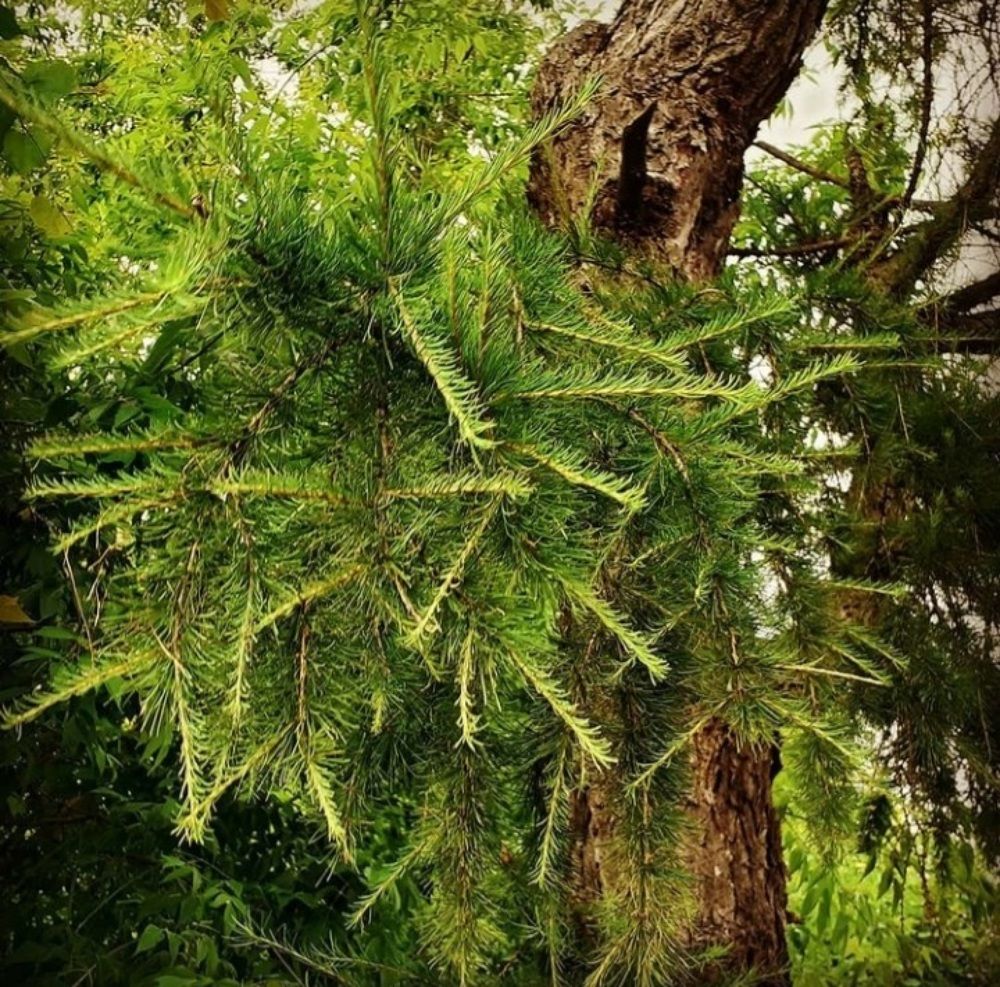 Фотография автора Елена Лещева