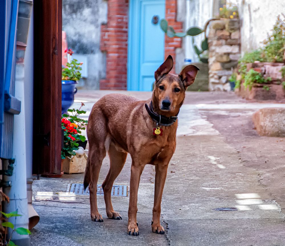 Фотография автора Alejandro Suwezda