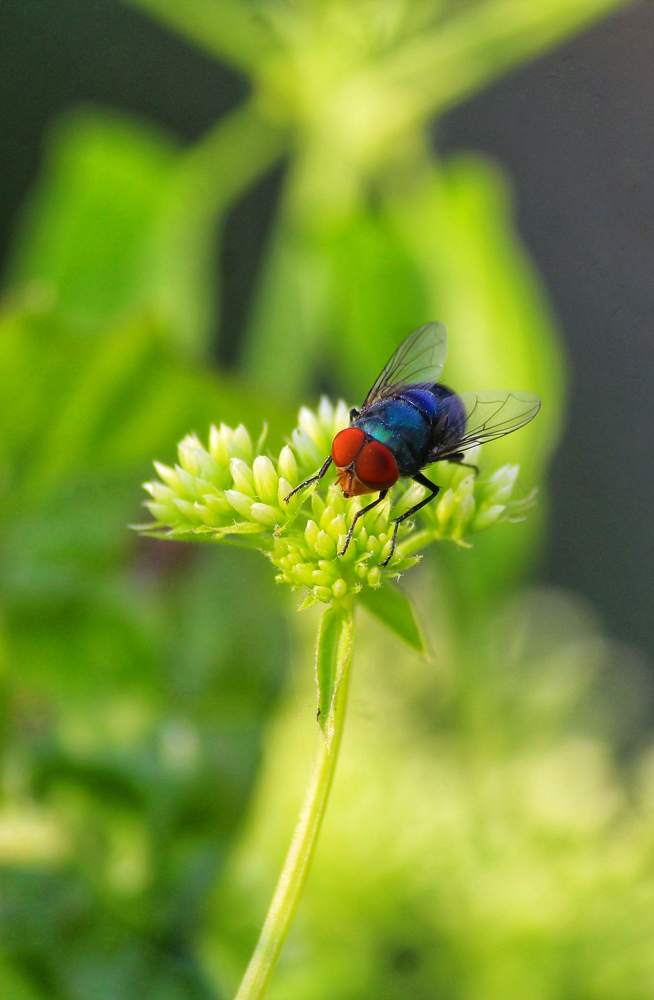 Photograph by Joy Mohonto