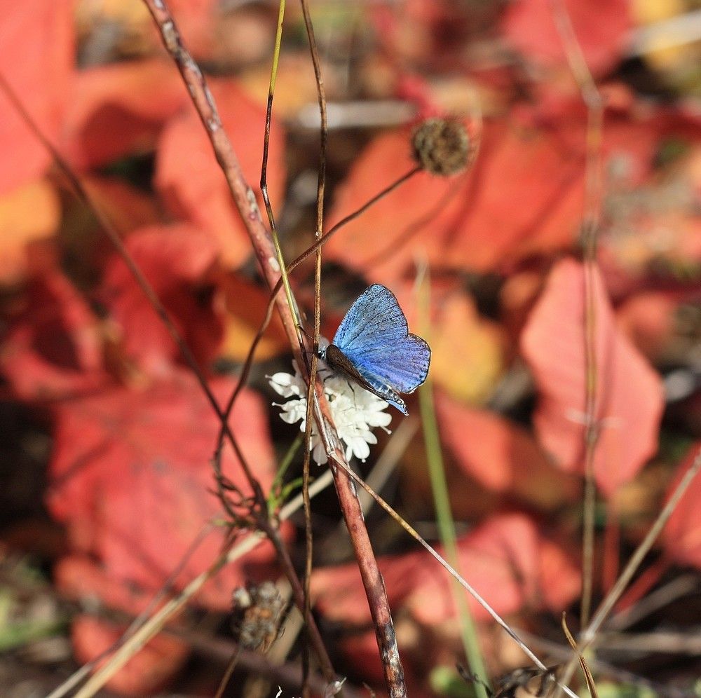 Photograph by Дарья Расшивина