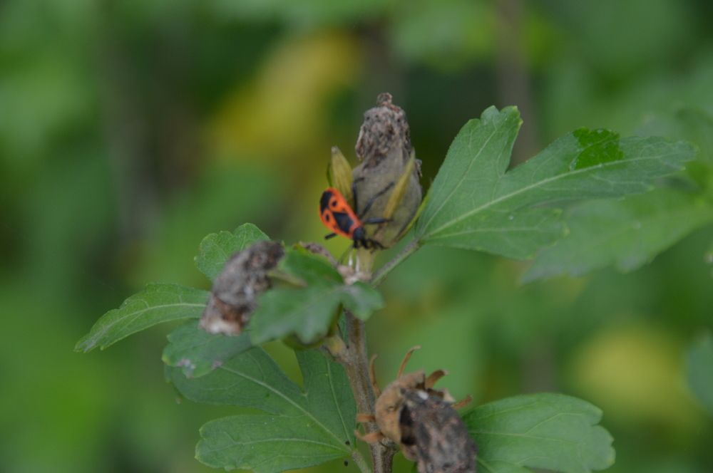 Macro insect stinky martin