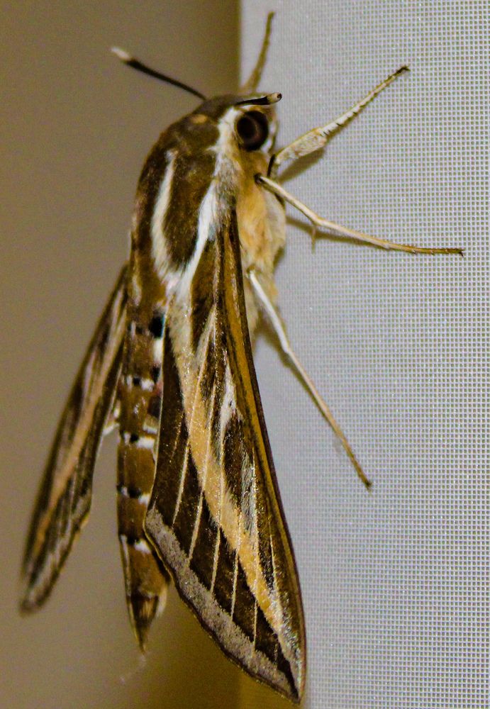 Photograph by Татьяна Хуссейн