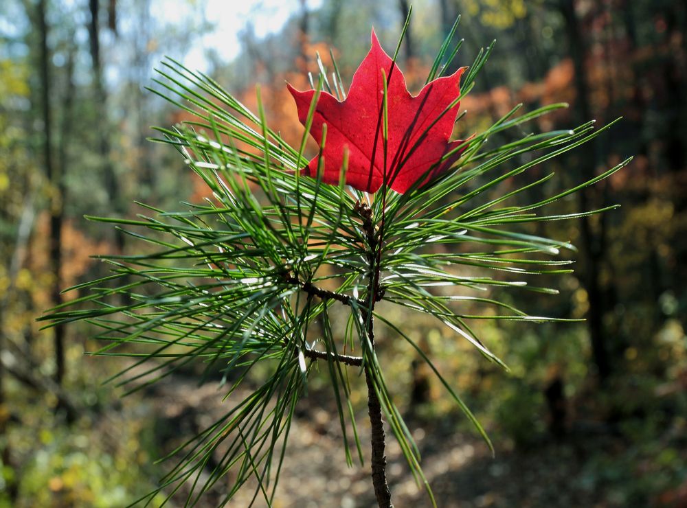 Фотография автора Валерий