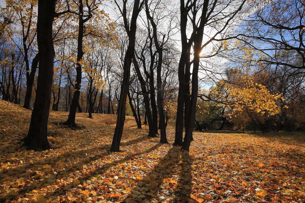 Autumn park at sunset.