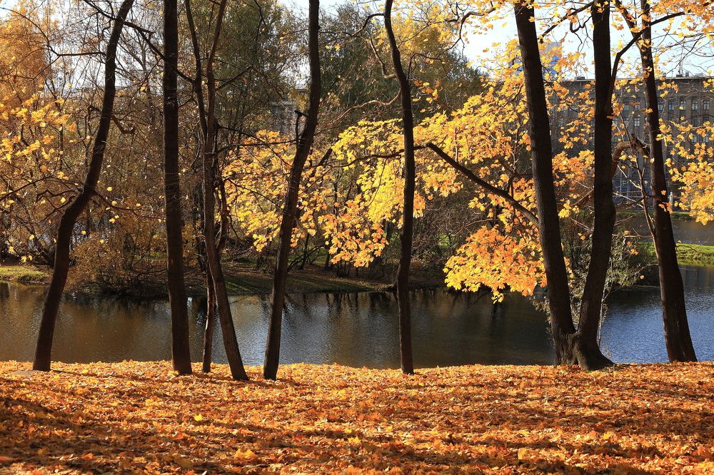 Autumn in the city park.
