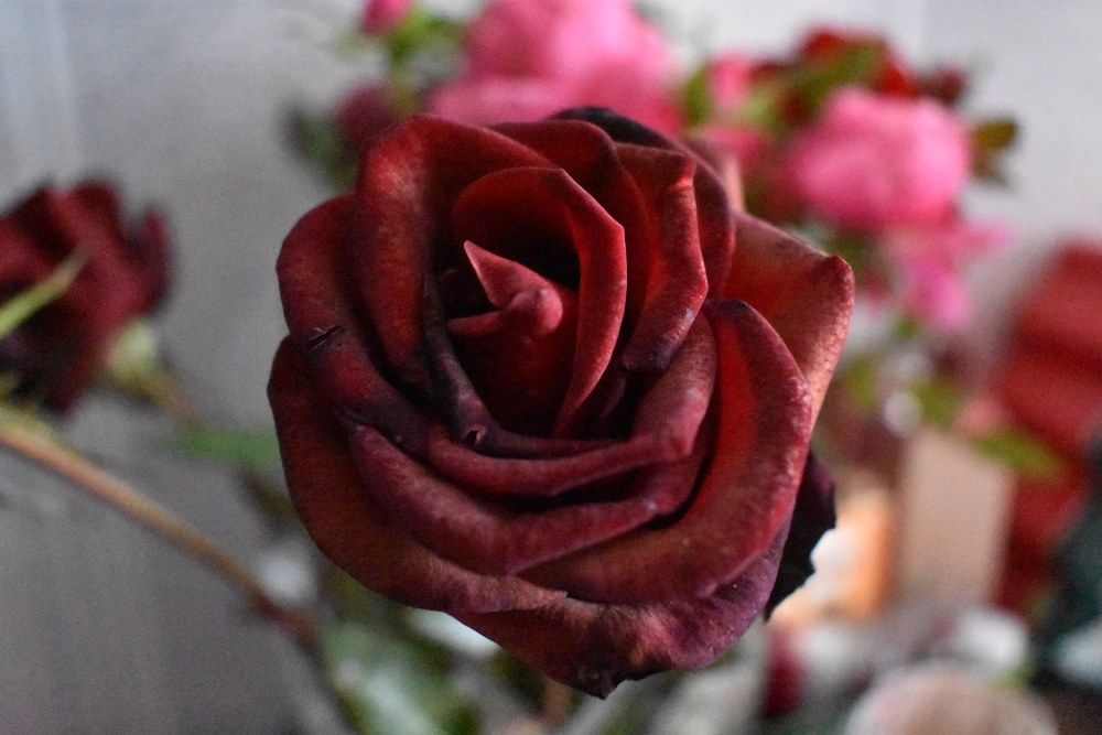 Фотография автора Любовь Панфилова