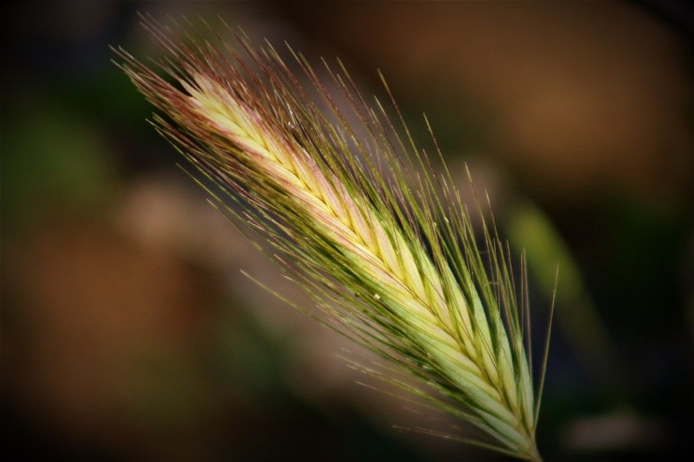 Photograph by Musa Abdulehed ER