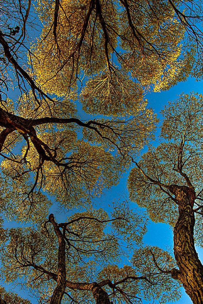 Фотография автора Екатерина Першина