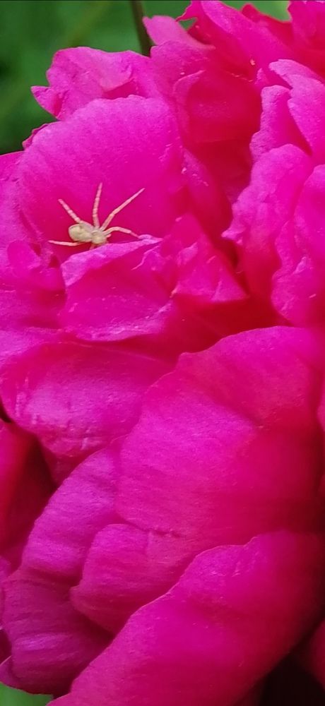 Фотография автора Любовь Панфилова