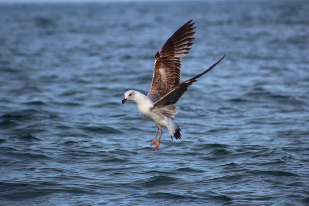 Photograph by Musa Abdulehed ER