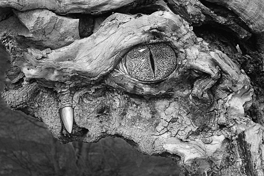 Фотография автора behbood mohajeri jolandan