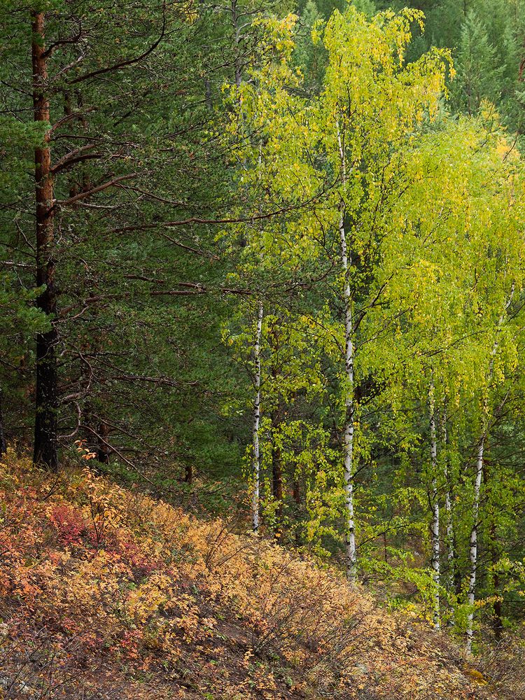 Лесная красавица